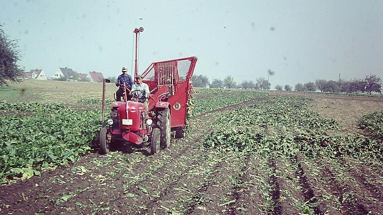 Dorfansicht Grettstadt 1963: Solch schmale Rübenfelder sind heute undenkbar. Dorfansicht Grettstadt 1963: Solch schmale Rübenfelder sind heute undenkbar.