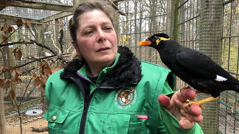 Nicole Metzger hat Beo Piepmatz liebevoll aufgezogen, nachdem sich seine Eltern nicht mehr um ihn kümmerten. Der kleine Beo ist im Juli im Wildpark geschlüpft. Nicole Metzger hat Beo Piepmatz liebevoll aufgezogen, nachdem sich seine Eltern nicht mehr um ihn kümmerten. Der kleine Beo ist im Juli im Wildpark geschlüpft.