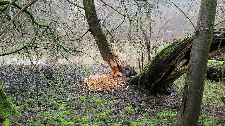 Gefahr droht abseits der kontrollierten Wege für Spaziergänger, Jogger und Radler in den Mainauen.