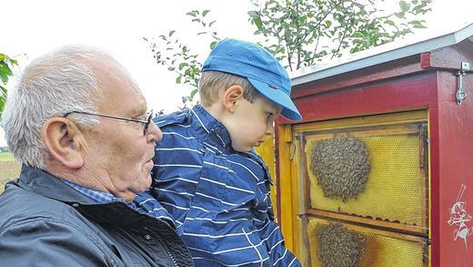 Die Königin: Sie ist deutlich größer als die anderen Bienen und zusätzlich markiert, erklärt der Opa dem Enkel. Die Königin: Sie ist deutlich größer als die anderen Bienen und zusätzlich markiert, erklärt der Opa dem Enkel.