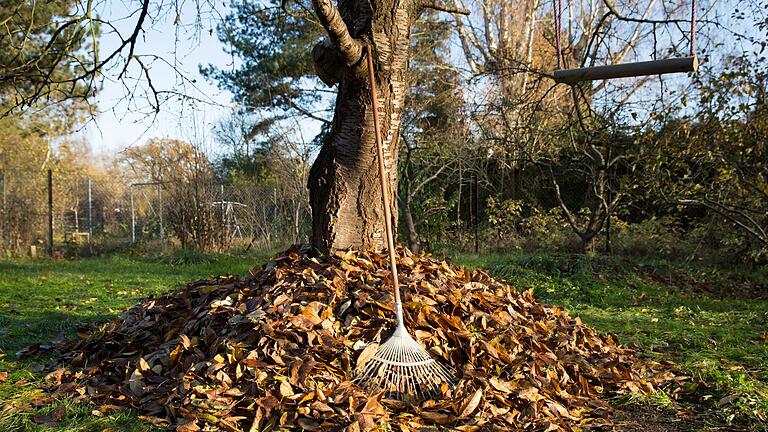 So wird Laub zu Kompost.jpeg - Ab auf den Kompost! Das mühsam zusammengeharkte Herbstlaub wird so zu neuer Erde oder wertvollem Dünger. So wird Laub zu Kompost.jpeg - Ab auf den Kompost! Das mühsam zusammengeharkte Herbstlaub wird so zu neuer Erde oder wertvollem Dünger.