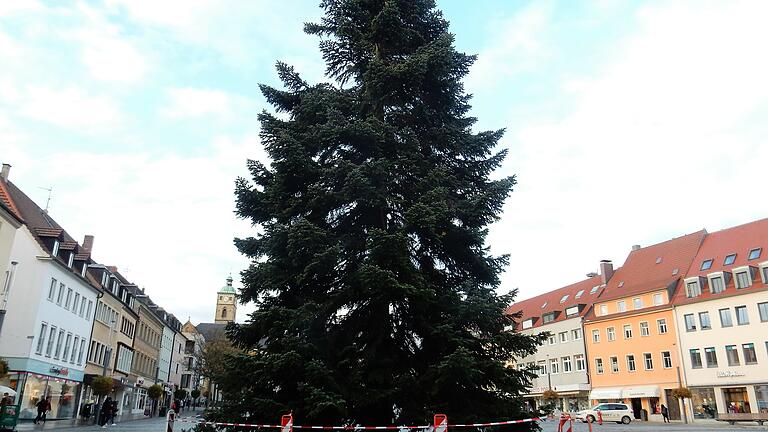 Seit Montag steht die Weihnachtsbaum 2021 auf dem Marktplatz. Seit Montag steht die Weihnachtsbaum 2021 auf dem Marktplatz.