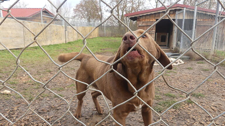 Tierheim Schwebheim Hund Hoomer