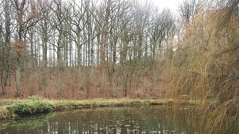 Still und einigermaßen klar steht der See, nach einem regenreichen Jahr - hier im Wald bei Maibach.