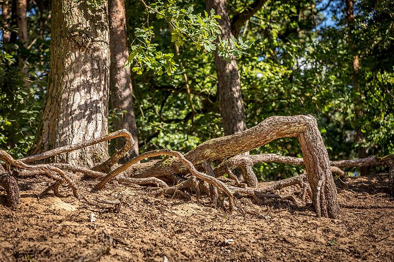 Verwunschen im Sand: Zwischen dem Kleinen- und Großen Tännigweiher liegt das Naturdenkmal Flugsanddüne. Verwunschen im Sand: Zwischen dem Kleinen- und Großen Tännigweiher liegt das Naturdenkmal Flugsanddüne. 