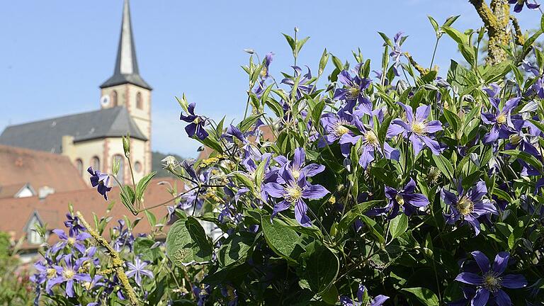 Die St.-Andreas-Kirche von Erlabrunn, gerahmt von einer blühenden Clematis. In dem Dorf sind rund 150 Sorten zu sehen, im April beginnt die Blütezeit.