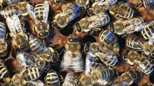 Die Biene in der Bildmitte schwänzelt &ndash; und informiert ihre Nestgenossinnen so über eine Futterquelle oder einen anderen Ort, der für das Überleben des Volkes wichtig ist. Das Foto stammt aus dem Buch &bdquo;Phänomen Honigbiene&ldquo; von Jürgen Tautz und Helga R. Heilmann.