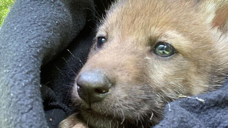 Für Welpe 'Wolfgang' soll es zurück in die Natur gehen.