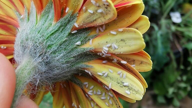 Ein typischer Gewächshausschädling, die Weiße Fliege an Gerbera. Die Teilnehmer der Infoveranstaltung erfuhren, was man dagegen tun kann.