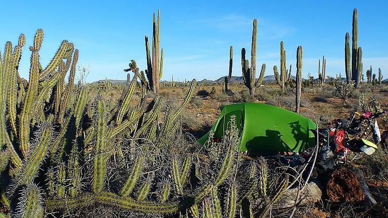 Mehr als einmal campen die Wagners auf der Baja California unter baumhohen Kakteen.