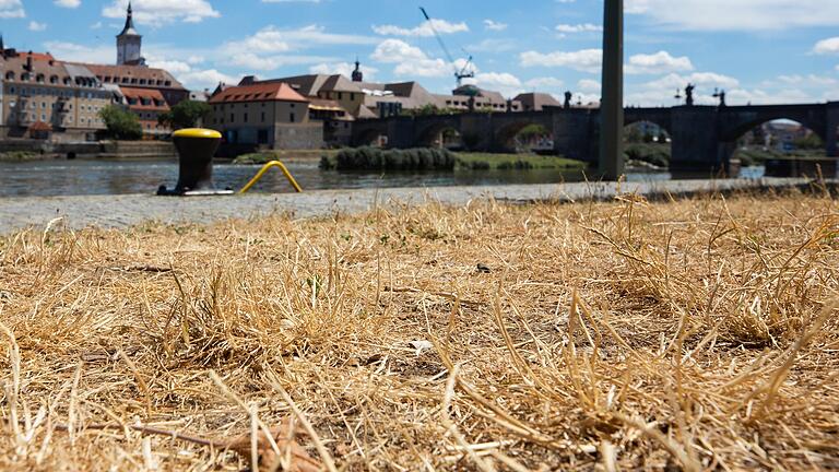 Das Gras an der Mainpromenade in Würzburg ist jetzt, Anfang Juli, bereits gelb.&nbsp;