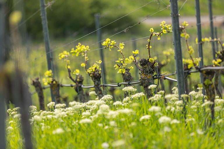 Wenn's überall grünt und blüht: Frühling in den Weinbergen von Iphofen. Wenn's überall grünt und blüht: Frühling in den Weinbergen von Iphofen. 