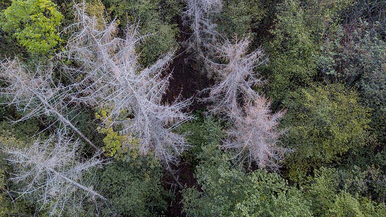 Das Bild zeigt abgestorbene Bäume im Wald bei Hettstadt, aufgenommen von einer Drohne Anfang Oktober 2019.