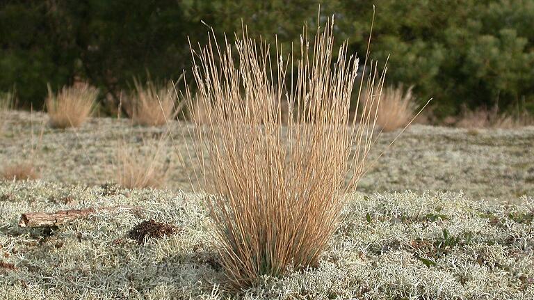 Das Silbergras und Cladonia-Flechten bilden die Vegetationsdecke in weiten Teilen des Astheimer Sandes.