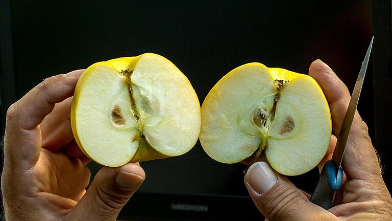 Äpfel sehen sich Experten immer mit der Blüte nach oben, und dem Stiel nach unten an. Dieser Apfel der Sorte Signe Tillisch ist auch im April noch gut essbar.