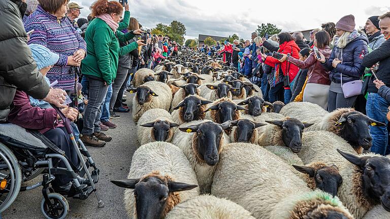 Am Sonntag werden beim Weideabtrieb in Ginolfs mehr als 1500 Tiere von ihren Sommerweiden in der Hochrhön zurück ins Tal getrieben (Archivbild). Am Sonntag werden beim Weideabtrieb in Ginolfs mehr als 1500 Tiere von ihren Sommerweiden in der Hochrhön zurück ins Tal getrieben (Archivbild).
