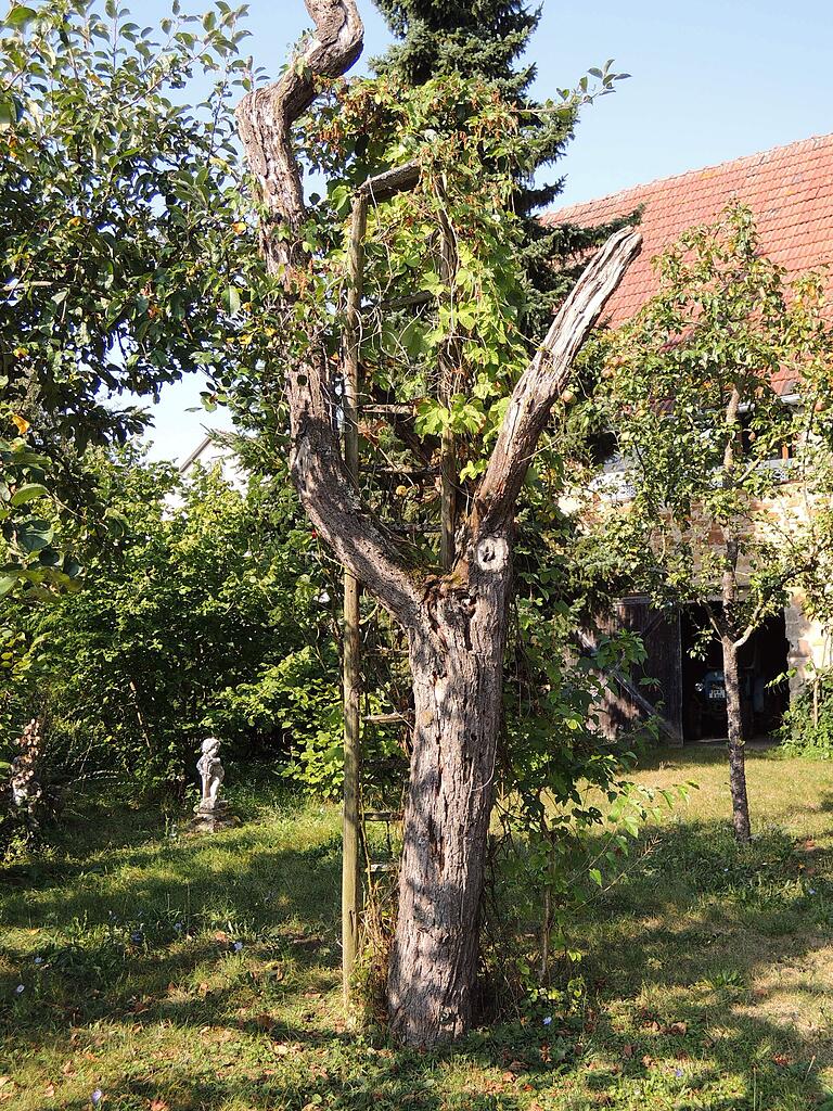 Ein Zuhause für Holzbienen: ein fast abgestorbener Obstbaum. Ein Zuhause für Holzbienen: ein fast abgestorbener Obstbaum.