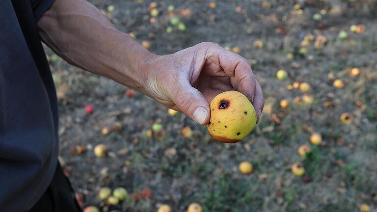 In einem feuchteren Jahr liegen vor allem wurmstichige Früchte wie dieser Apfel am Boden. 2022 überwiegen zu klein gebliebene, die der Baum abwirft, um sich selbst zu schützen. In einem feuchteren Jahr liegen vor allem wurmstichige Früchte wie dieser Apfel am Boden. 2022 überwiegen zu klein gebliebene, die der Baum abwirft, um sich selbst zu schützen.