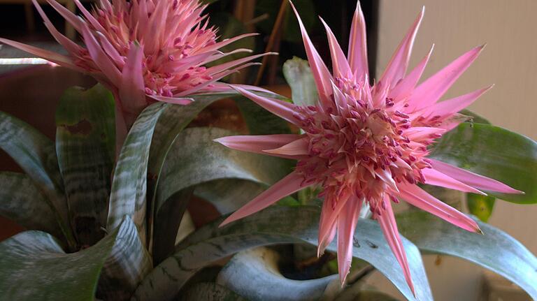 Kommt aus Südostbrasilien: die Lanzenrosette oder Silbervase, eine Bromelienart.