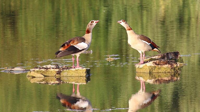 Viel zu entdecken: Auch diese beiden Nilgänse fühlen sich in der Hörblacher LZR-Kiesgrube schon zu Hause. Viel zu entdecken: Auch diese beiden Nilgänse fühlen sich in der Hörblacher LZR-Kiesgrube schon zu Hause.
