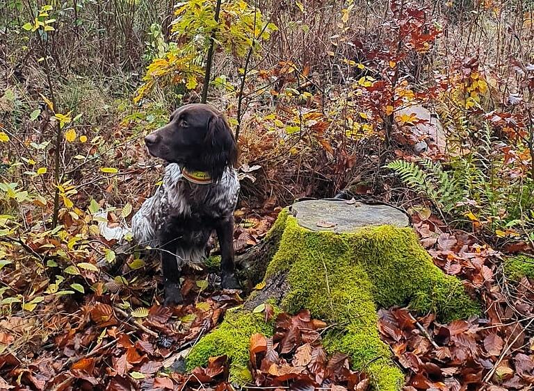 Bei der Waldbegehung fühlte sich Lupo, der Hund von Förster Schenk, pudelwohl.