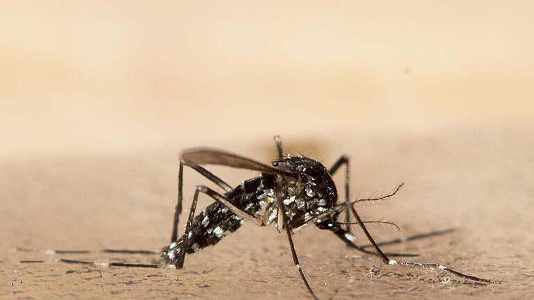 Asiatische Tigermücke.jpeg       -  Klein und gefährlich: Die Asiatische Tigermücke hat sich unter anderem auf Mallorca eingenistet und kann das Dengue-Fieber übertragen.