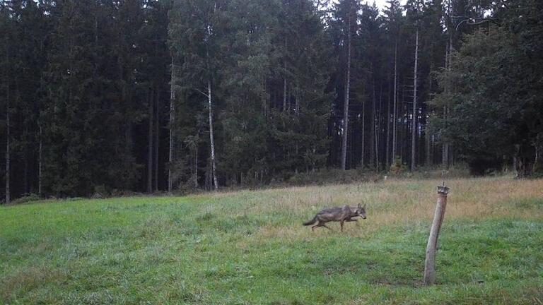 Ein Wolf wurde am 27. August in Lohrhaupten von einer Wildkamera fotografiert. Ist es die Wölfin GW3092f?