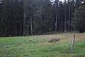 Ein Wolf wurde am 27. August in Lohrhaupten von einer Wildkamera fotografiert. Ist es die Wölfin GW3092f?