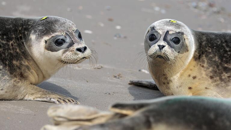 Auswilderung von jungen Seehunden in der Nordsee       -  Die jetzt noch an den Stränden gefundenen Jungtiere brauchen in der Regel weder die Hilfe ihrer Mutter noch die von Menschen, sondern nur Ruhe.