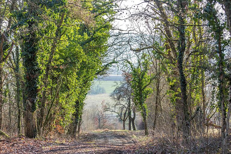 Unterwegs auf der Rundtour 'Zum Kreuzweg', die in Zellingen (Lkr. Main-Spessart) startet. Wandern in der Natur fördert die Entspannung, verbessert die Stimmung, stärkt die körperliche Fitness und ermöglicht einen Ausgleich zum oft stressigen Alltag. Unterwegs auf der Rundtour 'Zum Kreuzweg', die in Zellingen (Lkr. Main-Spessart) startet. Wandern in der Natur fördert die Entspannung, verbessert die Stimmung, stärkt die körperliche Fitness und ermöglicht einen Ausgleich zum oft stressigen Alltag.