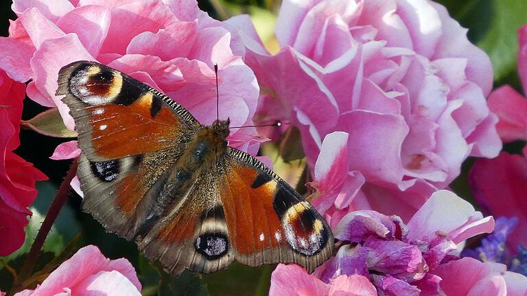 Ein Tagpfauenauge hat es sich auf Rosenblüten gemütlich gemacht.&nbsp;