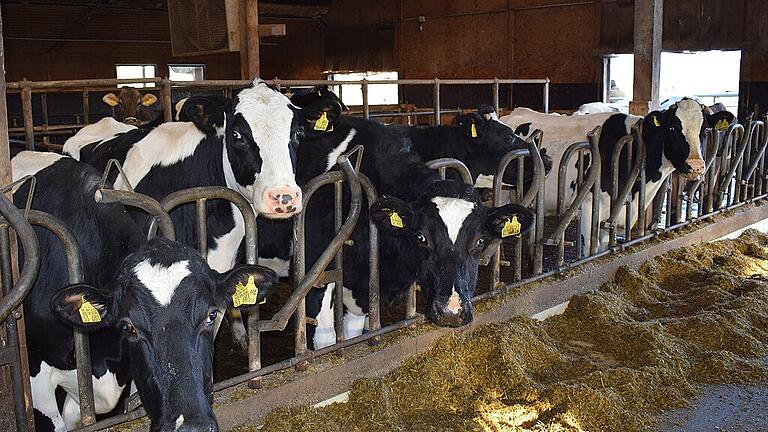 70 Milchkühe leben auf dem Biohof von Christiane und Klaus Dietz in Bundorf. Ein Großteil von ihnen gibt bereits die besser verträgliche A2-Milch. 70 Milchkühe leben auf dem Biohof von Christiane und Klaus Dietz in Bundorf. Ein Großteil von ihnen gibt bereits die besser verträgliche A2-Milch.