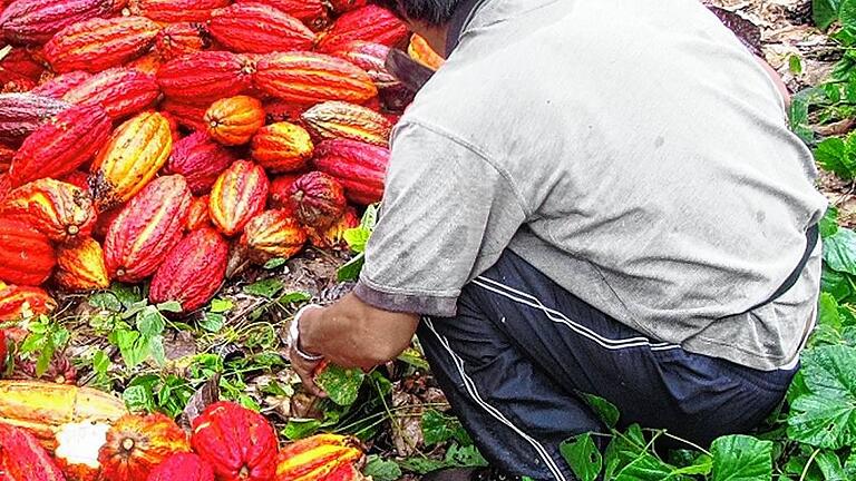 Ernte im Urubambatal: Die Kakaoschoten werden mit einer Machete geöffnet.