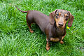 A Miniature Dachshund standing in long grass       -  Symbolbild: Dackel