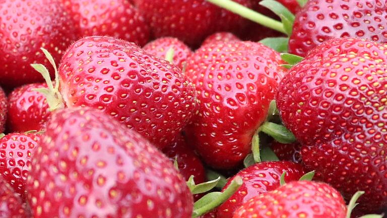 Eine gute Ernte: In diesem Jahr sind die Erdbeeren besonders groß.