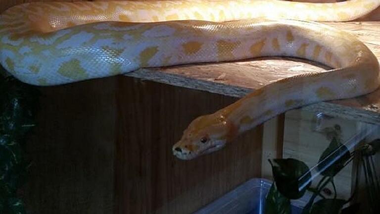 Die Zeiler Tigerpython ist ein Albino.