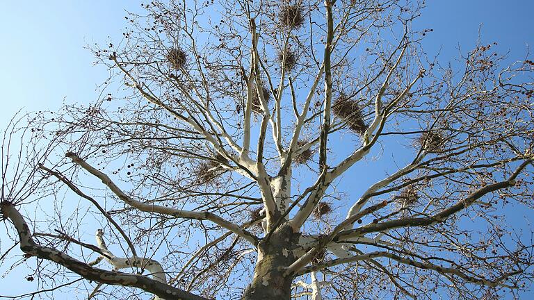 Beliebter Krähenbaum in der Mainbernheimer Straße in Kitzingen.