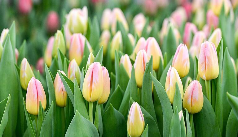 Wegen des Lockdowns finden Gartenbaubetriebe für ihre Frühblüher keine Abnehmer. Viele haben Angst, dass sie die Pflanzen bald entsorgen müssen. Wegen des Lockdowns finden Gartenbaubetriebe für ihre Frühblüher keine Abnehmer. Viele haben Angst, dass sie die Pflanzen bald entsorgen müssen.