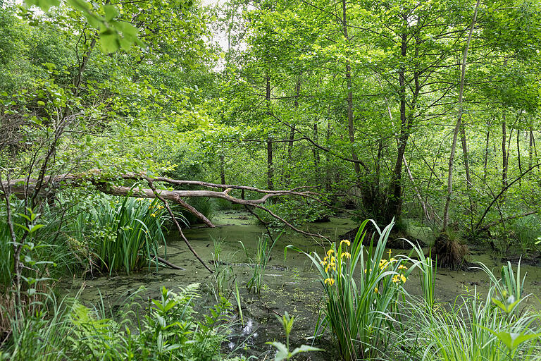 Das Blutsee-Moor auf der anderen Seite der A3 ist schon seit Jahrzehnten geschützt. Das Blutsee-Moor auf der anderen Seite der A3 ist schon seit Jahrzehnten geschützt. 