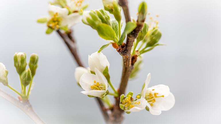 Steht gerade in der Blüte: der Säulenapfelbaum.