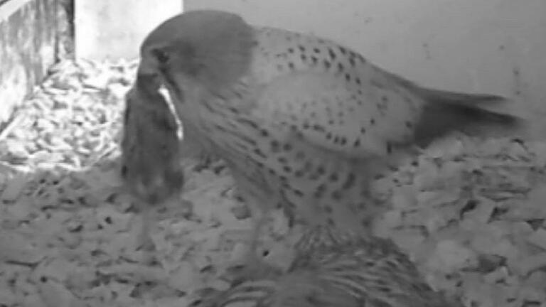 Das Turmfalkenmännchen serviert seiner Partnerin im Mittelsinner Vogelturm Frühstück in Form einer Maus Das Turmfalkenmännchen serviert seiner Partnerin im Mittelsinner Vogelturm Frühstück in Form einer Maus