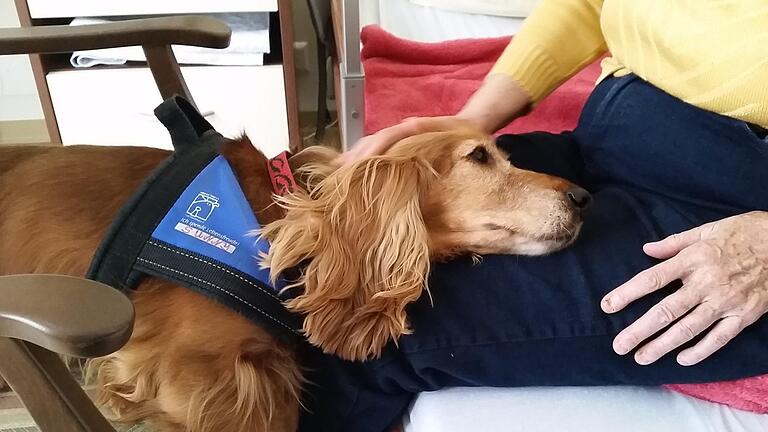 Ein Tier kann, was ein Mensch manchmal nicht vermag. Therapiehund Sunny findet einen Zugang auf einer besonderen Ebene. Foto: Heide-Marie Kessner - Ein Tier kann, was ein Mensch manchmal nicht vermag. Therapiehund Sunny findet einen Zugang auf einer besonderen Ebene. Foto: Heide-Marie Kessner Ein Tier kann, was ein Mensch manchmal nicht vermag. Therapiehund Sunny findet einen Zugang auf einer besonderen Ebene. Foto: Heide-Marie Kessner - Ein Tier kann, was ein Mensch manchmal nicht vermag. Therapiehund Sunny findet einen Zugang auf einer besonderen Ebene. Foto: Heide-Marie Kessner