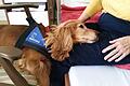 Ein Tier kann, was ein Mensch manchmal nicht vermag. Therapiehund Sunny findet einen Zugang auf einer besonderen Ebene. Foto: Heide-Marie Kessner       -  Ein Tier kann, was ein Mensch manchmal nicht vermag. Therapiehund Sunny findet einen Zugang auf einer besonderen Ebene. Foto: Heide-Marie Kessner