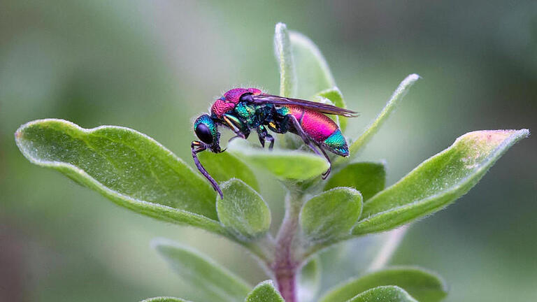 'Goldwespe auf Majoran' heißt diese Makroaufnahme.  Foto: Ilse Schwarz       -  'Goldwespe auf Majoran' heißt diese Makroaufnahme.  Foto: Ilse Schwarz