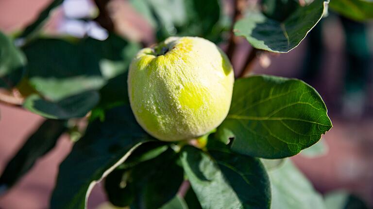 Ein altes Obst erobert wieder die Gärten: die Quitte.