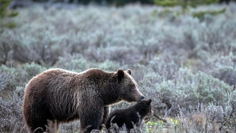 Berühmter Grizzly 399 in den USA getötet       -  Sie wurde 28 Jahre alt und brachte in ihrem Leben 18 Junge zur Welt.