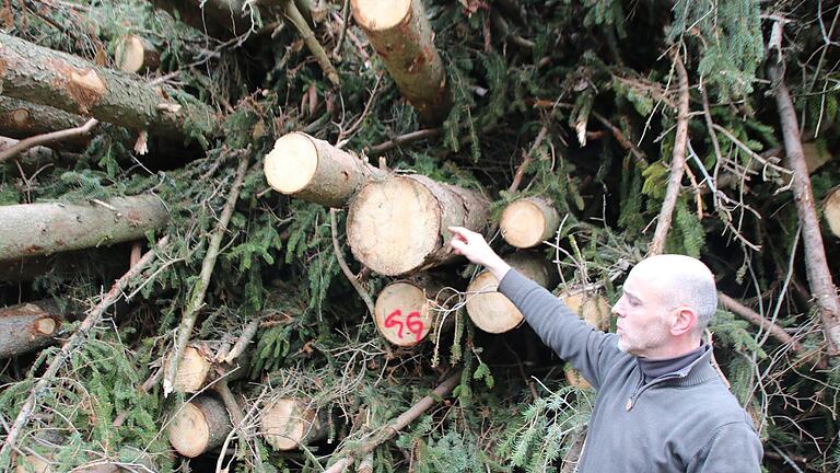 Dieser Haufen mit Kronen umfasst etwas 30 bis 35 Kubikmeter. Das Holz wird vor Ort zu Hackschnitzeln verarbeitet. Etwa 25 solcher Haufen liegen derzeit in den städtischen Wäldern. Thomas Malz       -  Dieser Haufen mit Kronen umfasst etwas 30 bis 35 Kubikmeter. Das Holz wird vor Ort zu Hackschnitzeln verarbeitet. Etwa 25 solcher Haufen liegen derzeit in den städtischen Wäldern. Thomas Malz