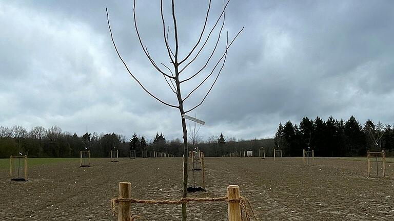 Vor kurzem wurden 56 Obstbäume auf der neu angelegten Streubobstwiese 'Zum schönen Himmelsfleckchen' bei Kleinwenkheim mit ihrem Pflanzschnitt versorgt. Vor kurzem wurden 56 Obstbäume auf der neu angelegten Streubobstwiese 'Zum schönen Himmelsfleckchen' bei Kleinwenkheim mit ihrem Pflanzschnitt versorgt.