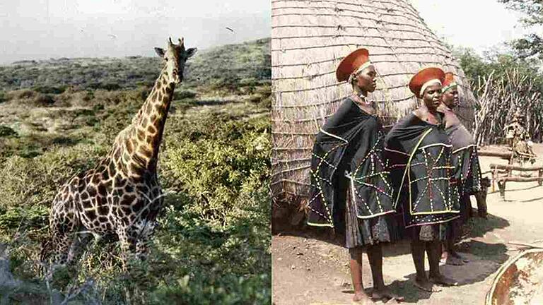 Über 300 Dias hat Egon Blatz von seiner Reise nach Südafrika mitgebracht. Über 300 Dias hat Egon Blatz von seiner Reise nach Südafrika mitgebracht.