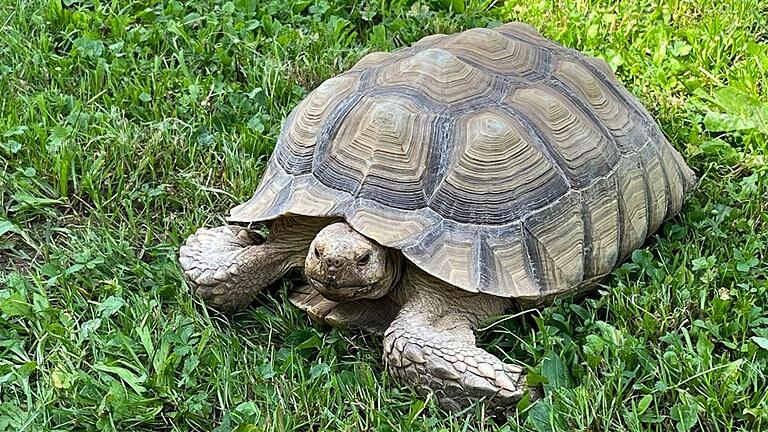 Schildkröte Susi aus Reyersbach wiegt rund 15 Kilogramm. Schildkröte Susi aus Reyersbach wiegt rund 15 Kilogramm. 